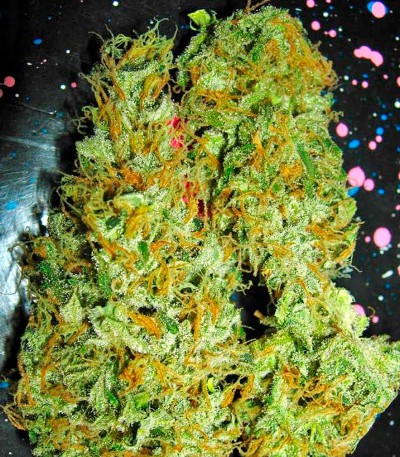 Семена сорта Aurora Indica regular (Nirvana Seeds) Семена сорта Aurora Indica regular (Nirvana Seeds)