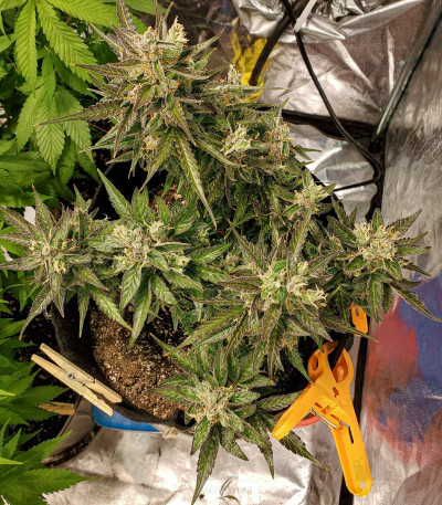 Auto Night Queen fem Auto Night Queen fem — изображение 3