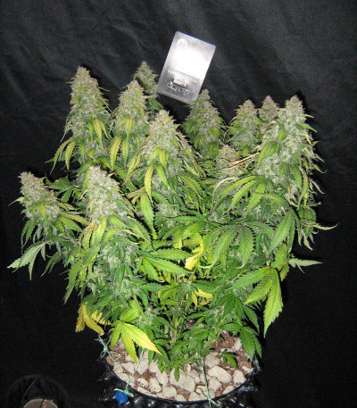 Auto Tutankhamon fem (Pyramid Seeds) Auto Tutankhamon fem (Pyramid Seeds) — изображение 5