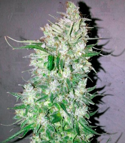 Auto Tutankhamon fem (Pyramid Seeds) Auto Tutankhamon fem (Pyramid Seeds) — изображение 4