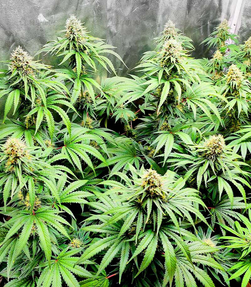 Bruce Banner #3 fem (Blimburn Seeds) семена конопли Bruce Banner #3 fem (Blimburn Seeds) семена конопли — изображение 5