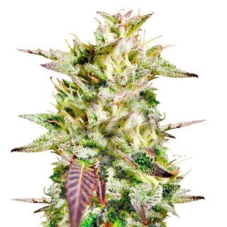 Семена сорта Caramelo Early Version fem (Delicious Seeds)