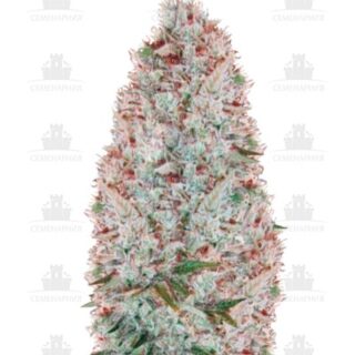 Critical fem (Victory Seeds)
