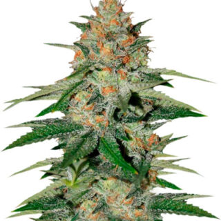 Сорт Delicious Candy fem (Delicious Seeds)