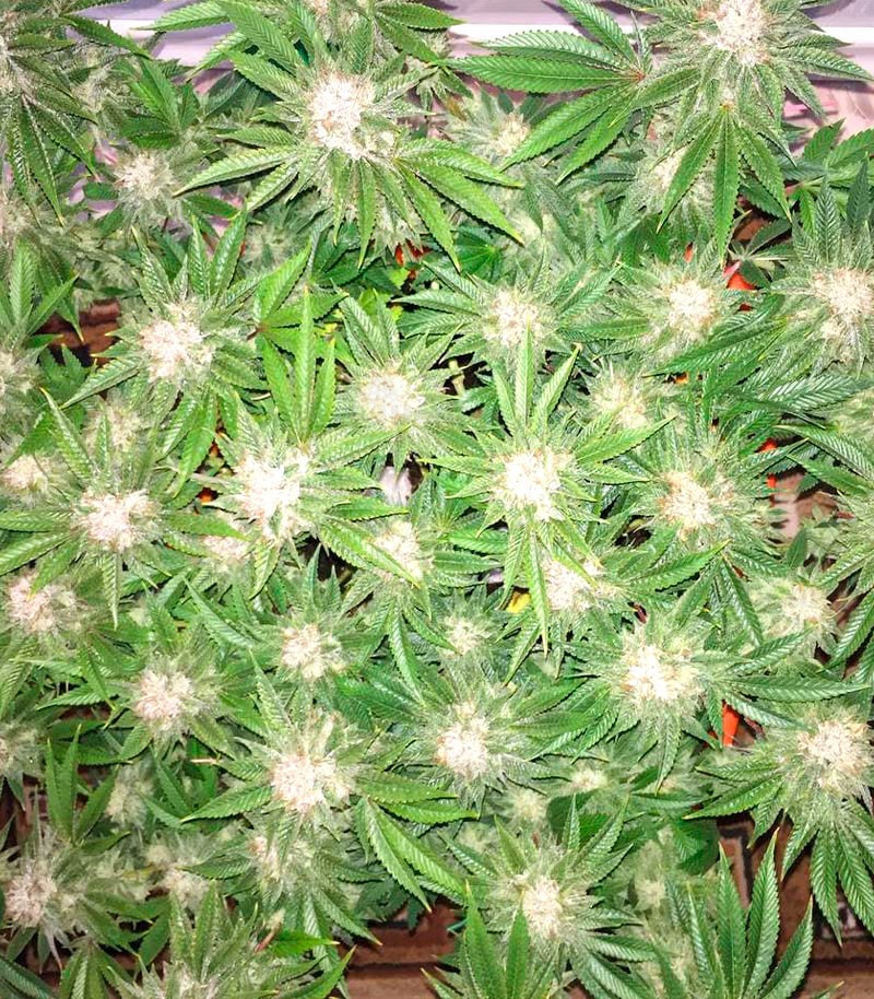 Семена сорта DO-SI-DOS fem (Cali Buds Seeds) Семена сорта DO-SI-DOS fem (Cali Buds Seeds) — изображение 4