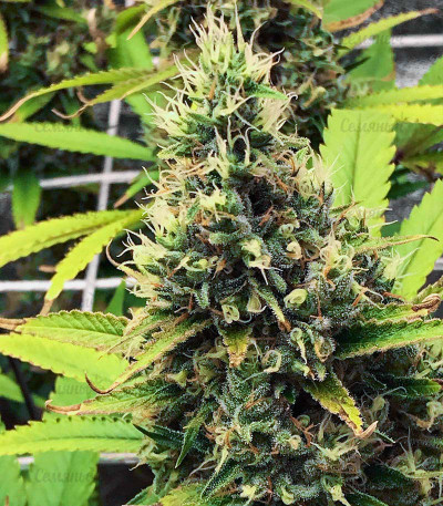 Godzilla Glue #4 fem (Herbies Seeds) Godzilla Glue #4 fem (Herbies Seeds) — изображение 3
