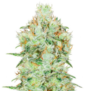 Сорт Jagg Kush fem (Delicious Seeds)