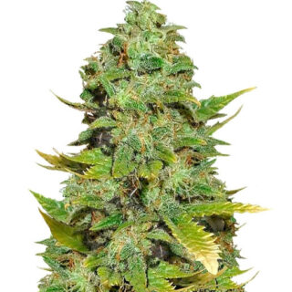 Семена сорта Mango Skunk regular (Nirvana Seeds)
