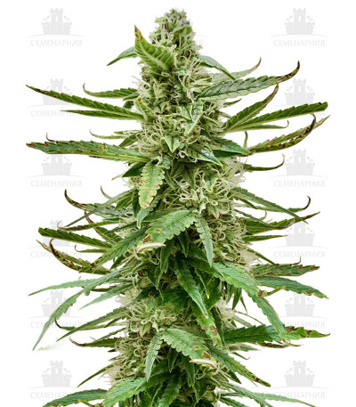 Runtz Auto fem (Barney's Farm) Runtz Auto fem (Barney's Farm)