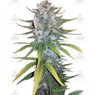Сорт + Speed Auto fem (Sweet Seeds) Сорт + Speed Auto fem (Sweet Seeds)
