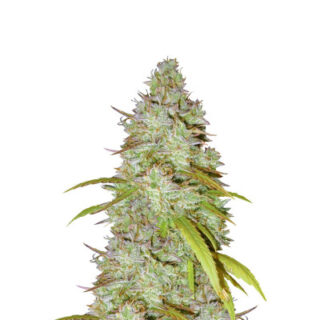Семена сорта Wedding Cheesecake Auto fem (FastBuds)