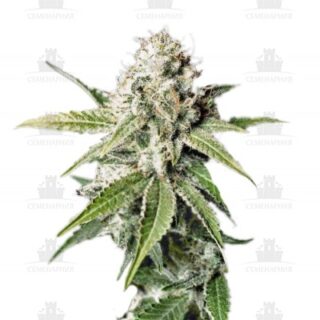 White Widow fem (GHS) White Widow fem (GHS)