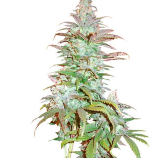 Blueberry Cheese Auto (Blue Cheese Auto) fem (Barney's Farm) Blueberry Cheese Auto (Blue Cheese Auto) fem (Barney's Farm)