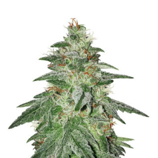Bruce Banner #3 fem (Original Sensible Seeds)