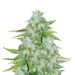 Семена сорта CBD Auto 20:1 fem (FastBuds) Семена сорта CBD Auto 20:1 fem (FastBuds)