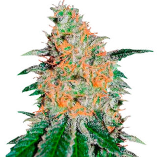 Сорт CBD JAM fem (Delicious Seeds) Сорт CBD JAM fem (Delicious Seeds)