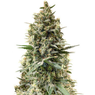 Сорт Chocobang fem (Delicious Seeds) Сорт Chocobang fem (Delicious Seeds)