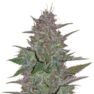 Cream Cookies Auto fem (FastBuds)