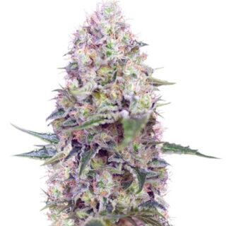 Сорт Crystal Candy fem (Sweet Seeds) Сорт Crystal Candy fem (Sweet Seeds)