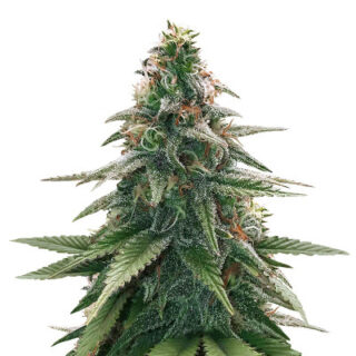 Семена сорта Gorilla Glue #4 fem (Original Sensible Seeds) Семена сорта Gorilla Glue #4 fem (Original Sensible Seeds)