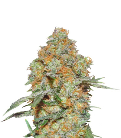 Grapefruit auto fem (FastBuds) семена конопли Grapefruit auto fem (FastBuds) семена конопли