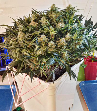 Grapefruit auto fem (FastBuds) семена конопли Grapefruit auto fem (FastBuds) семена конопли — изображение 5