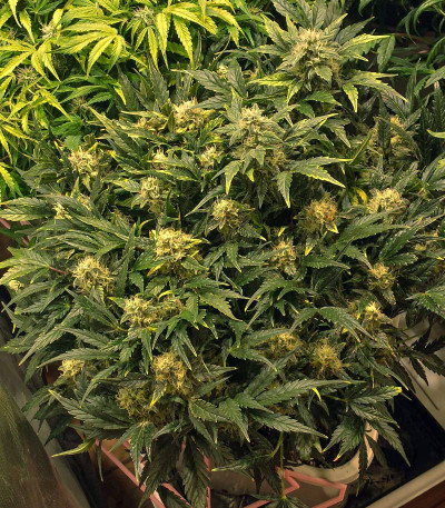 Grapefruit auto fem (FastBuds) семена конопли Grapefruit auto fem (FastBuds) семена конопли — изображение 6