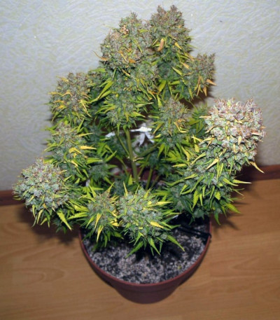 Grapefruit auto fem (FastBuds) семена конопли Grapefruit auto fem (FastBuds) семена конопли — изображение 4