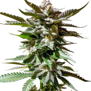 Сорт Girl Scout Cookies fem (Blimburn Seeds)