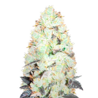NHL Diesel (NYV Diesel) fem (Victory Seeds)