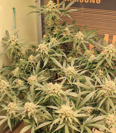 Семена сорта Original Big Bud Auto fem (FastBuds) Семена сорта Original Big Bud Auto fem (FastBuds) — изображение 3