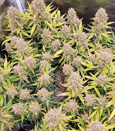 Семена сорта Original Big Bud Auto fem (FastBuds) Семена сорта Original Big Bud Auto fem (FastBuds) — изображение 5