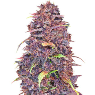 Purple Lemonade Auto fem (FastBuds)