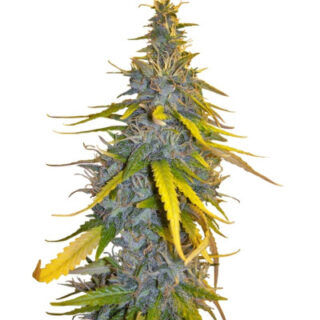 Семена сорта S.A.D. Sweet Afgani Delicious F1 Fast Version (Sweet Seeds) Семена сорта S.A.D. Sweet Afgani Delicious F1 Fast Version (Sweet Seeds)