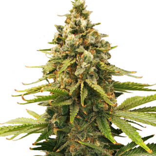 Slurricane fem (Advanced Seeds) семена конопли