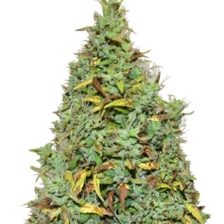 Семена сорта Auto Nefertiti fem (Pyramid Seeds) Семена сорта Auto Nefertiti fem (Pyramid Seeds)