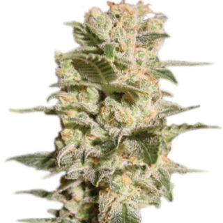 Семена сорта Belladonna fem (Paradise Seeds) Семена сорта Belladonna fem (Paradise Seeds)