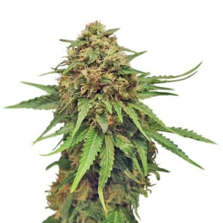 Critical fem (RQS) семена конопли Critical fem (RQS) семена конопли