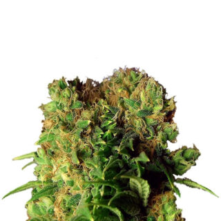 Семена сорта Dutch Dragon fem (Paradise Seeds) Семена сорта Dutch Dragon fem (Paradise Seeds)