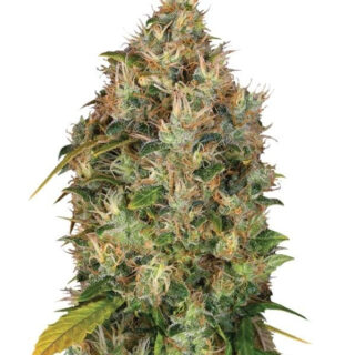Семена сорта Dutch Kush fem (Paradise Seeds) Семена сорта Dutch Kush fem (Paradise Seeds)