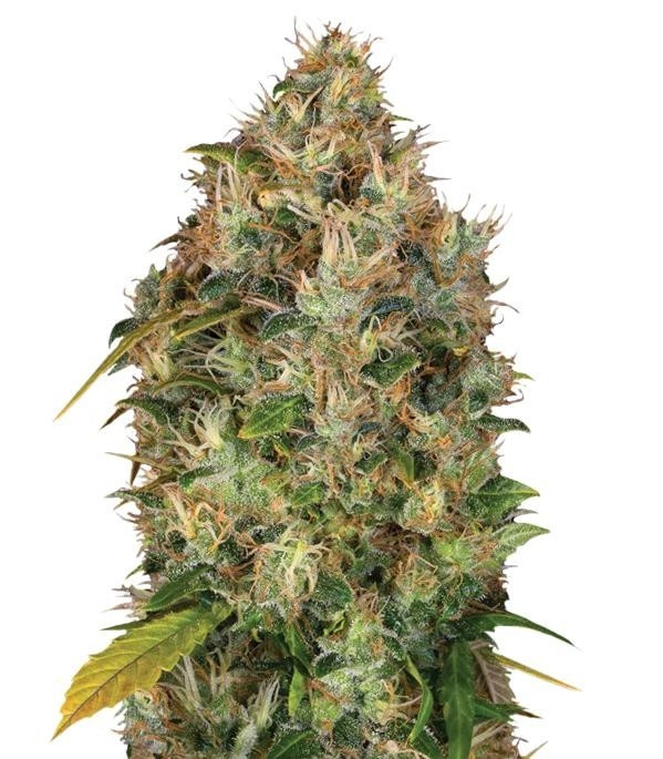 Семена сорта Dutch Kush fem (Paradise Seeds) Семена сорта Dutch Kush fem (Paradise Seeds)