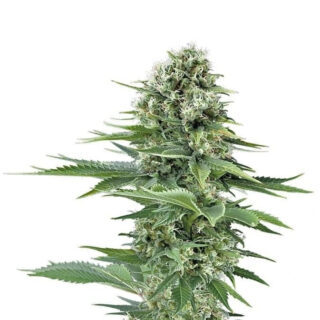 Power Flower fem (RQS) семена конопли Power Flower fem (RQS) семена конопли
