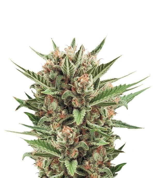 Sweet Skunk Automatic fem (RQS) семена конопли Sweet Skunk Automatic fem (RQS) семена конопли