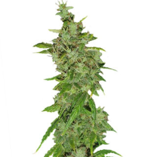 Tangerine Dream fem (Barney's Farm)