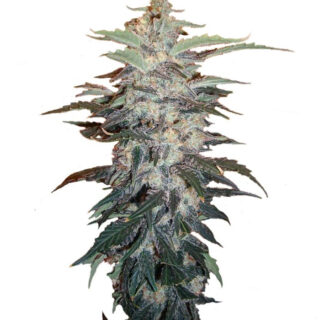 Семена сорта White Widow fem (Nirvana Seeds)