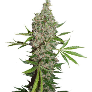 Семена сорта White Widow x The Ultimate regular (Dutch Passion) Семена сорта White Widow x The Ultimate regular (Dutch Passion)