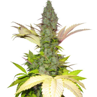 Семена сорта White Widow regular (Dutch Passion) Семена сорта White Widow regular (Dutch Passion)