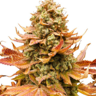 Сорт Watermelon Zkittlez fem (Barney's Farm)