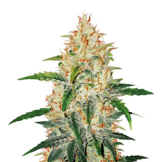 Zkittlez Auto fem (Cali Buds Seeds) семена конопли Zkittlez Auto fem (Cali Buds Seeds) семена конопли
