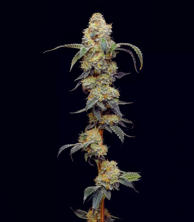 Сорт Farmer’s Daughter fem (Humboldt Seed Company) Сорт Farmer’s Daughter fem (Humboldt Seed Company) — изображение 3